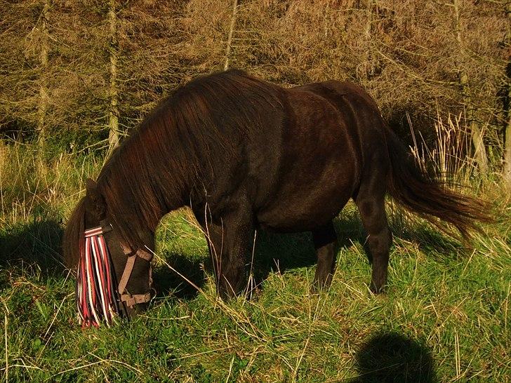 Shetlænder Tulle - En sommeraften :) billede 5