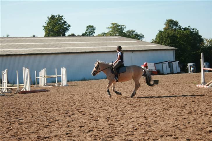 Fjordhest Elaiza Ore <3 |Gl part| - Spring time på Elaiza!<3 Fotograf: Nana billede 19