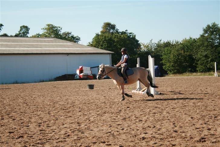 Fjordhest Elaiza Ore <3 |Gl part| - Spring time på Elaiza!<3 Fotograf: Nana billede 20