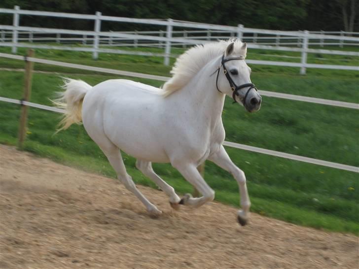 Tysk Sportspony Alina *SOLGT!* billede 1