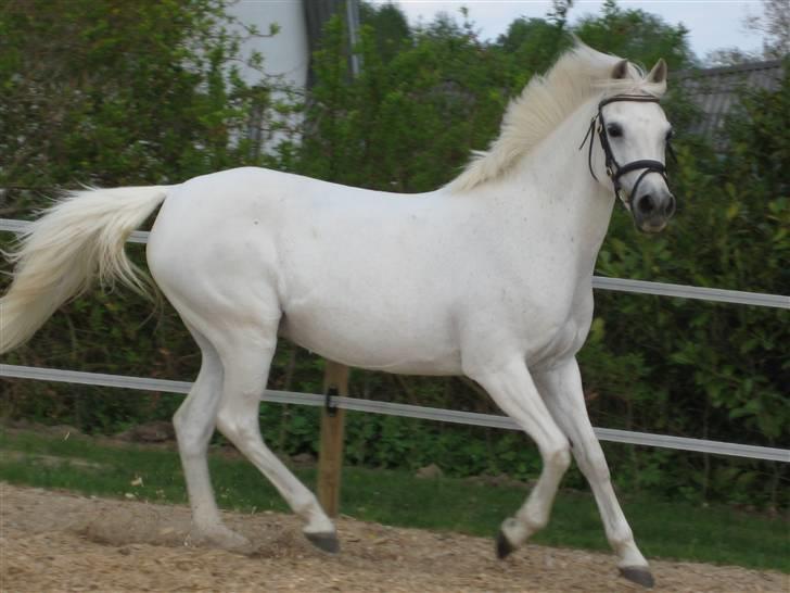 Tysk Sportspony Alina *SOLGT!* billede 2