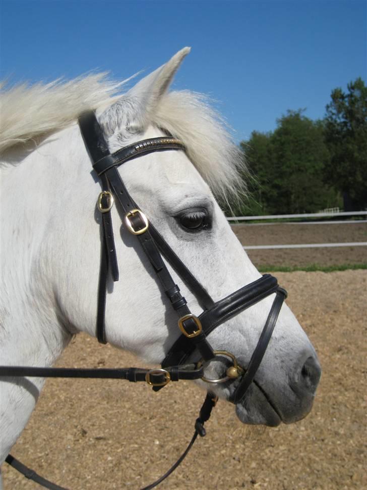 Tysk Sportspony Alina *SOLGT!* billede 6