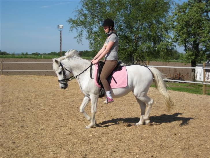 Tysk Sportspony Alina *SOLGT!* billede 10