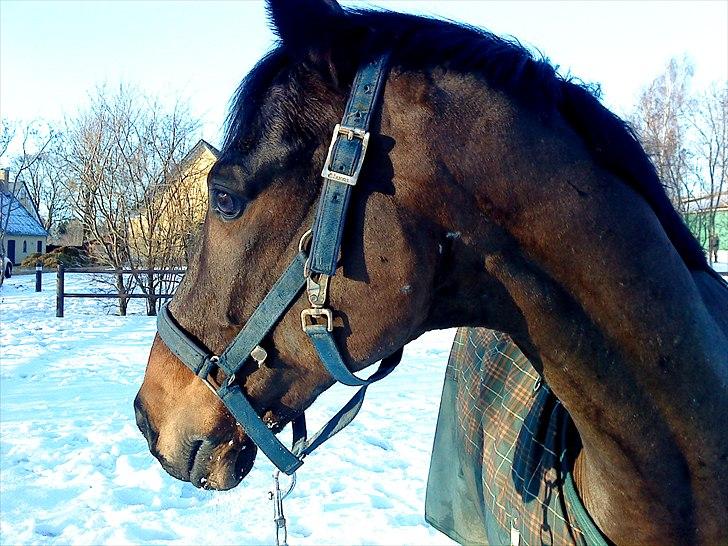 Trakehner Mosegården Goldenas R.I.P - min elsket sorte billede 1