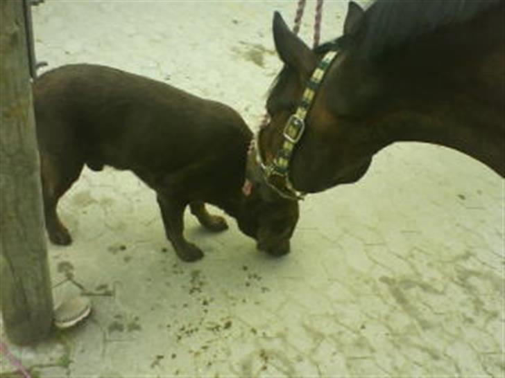 Trakehner Mosegården Goldenas R.I.P - sorte elsker hunde billede 2