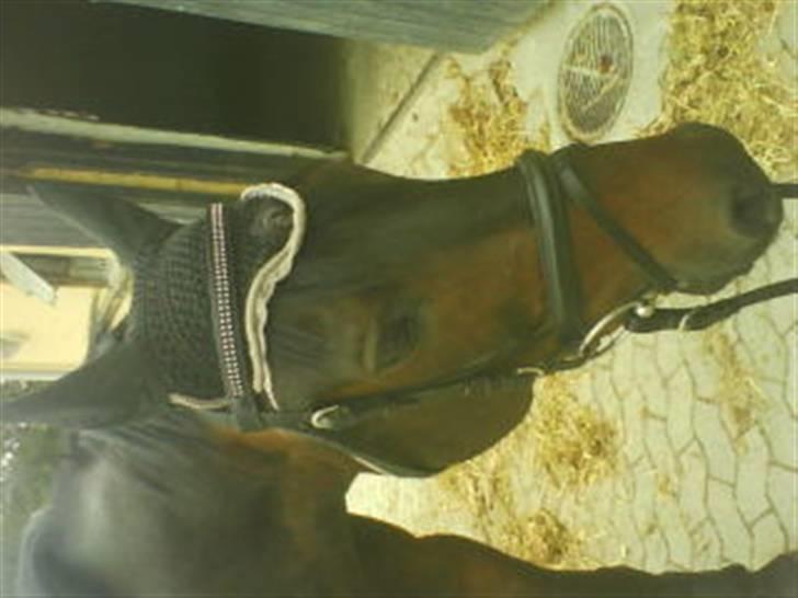 Trakehner Mosegården Goldenas R.I.P - er han ikk sød billede 3