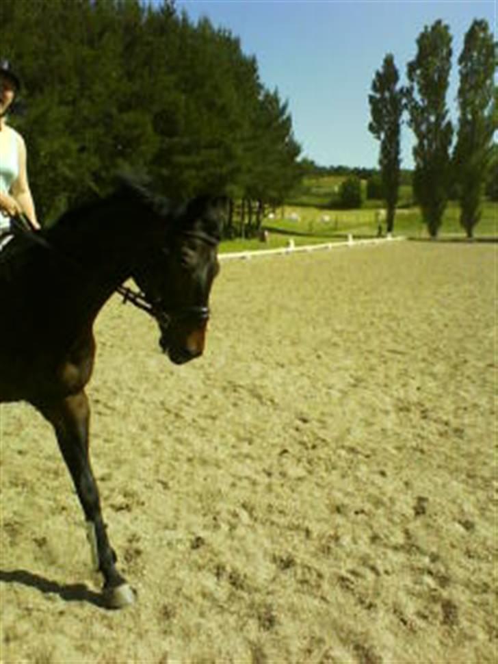 Trakehner Mosegården Goldenas R.I.P - han går ikk så pænt der billede 4