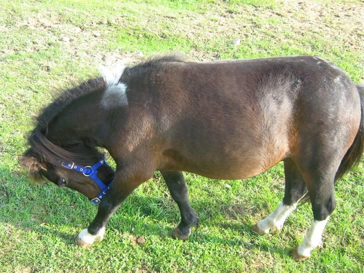 Shetlænder † Aladar DeCoyit † - 19. august, 2009 - Anden dag ved mig. (: Endnu ikke accepteret som medlem af flokken, af gamle Ronja og vallaken Lucky Luke! - så han søger selskab ved mig. :p billede 11