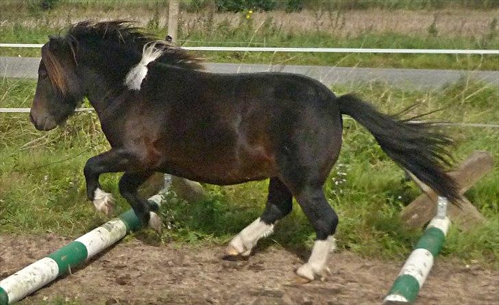 Shetlænder † Aladar DeCoyit † - 21. september, 2010 - En af de sidste dage ved Lone. :) Havde planlagt at lave noget med ham efter Lone havde redet, så ville give min bamse en håndfuld havre, og efter 10 min. var han gået under snoen til banen, og jorderede rundt og to bommene i galop.  billede 13
