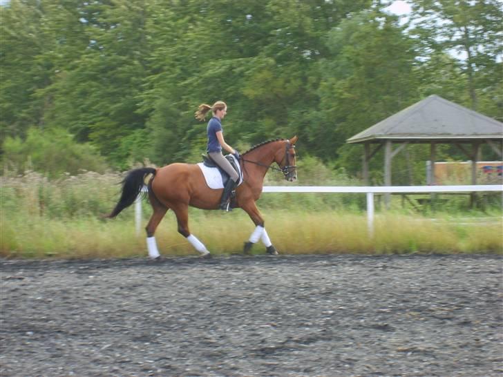 Dansk Varmblod Rosengaards Filicity billede 3