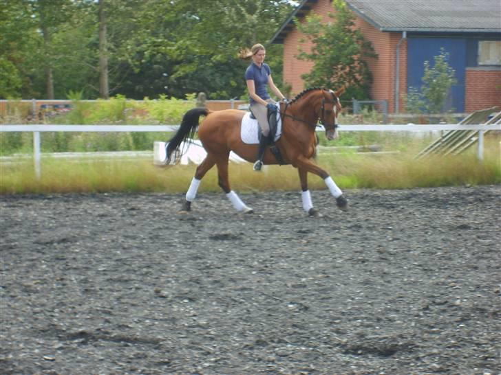 Dansk Varmblod Rosengaards Filicity billede 4