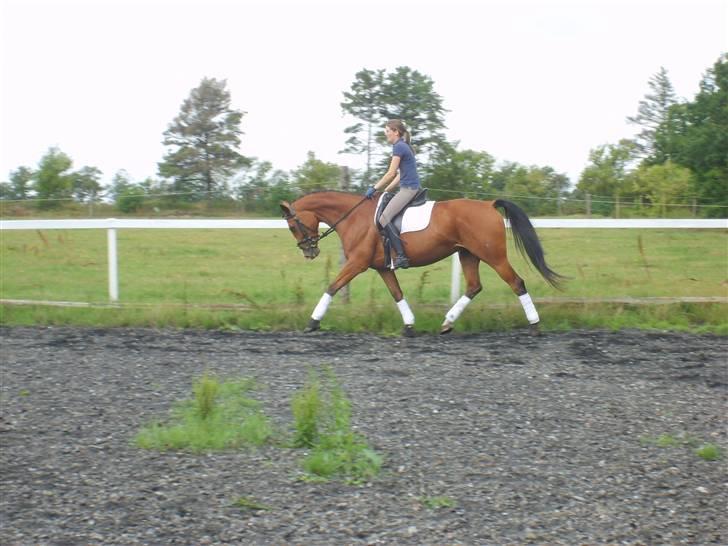 Dansk Varmblod Rosengaards Filicity billede 5