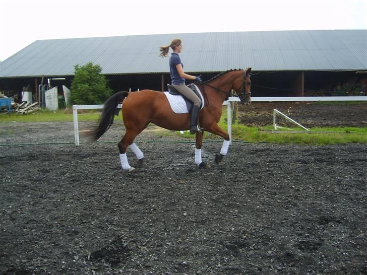 Dansk Varmblod Rosengaards Filicity billede 6