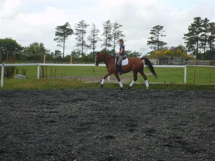 Dansk Varmblod Rosengaards Filicity billede 7