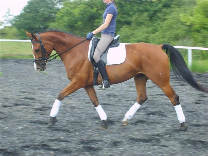 Dansk Varmblod Rosengaards Filicity billede 8