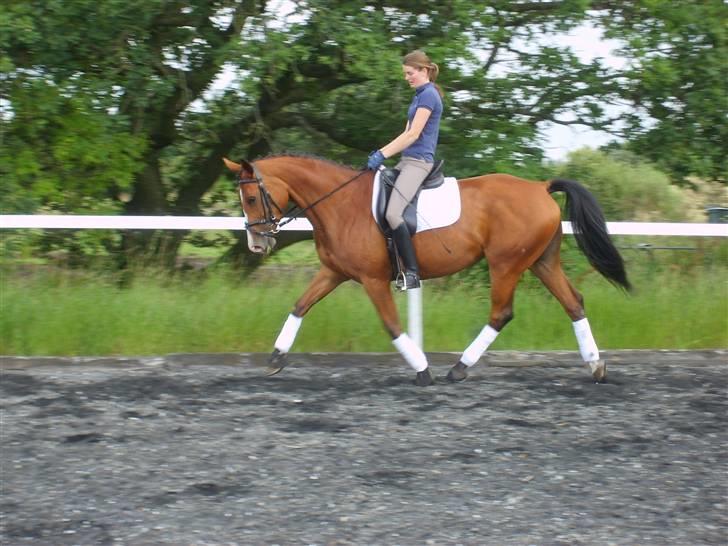 Dansk Varmblod Rosengaards Filicity billede 9