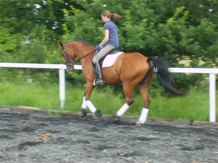 Dansk Varmblod Rosengaards Filicity billede 10