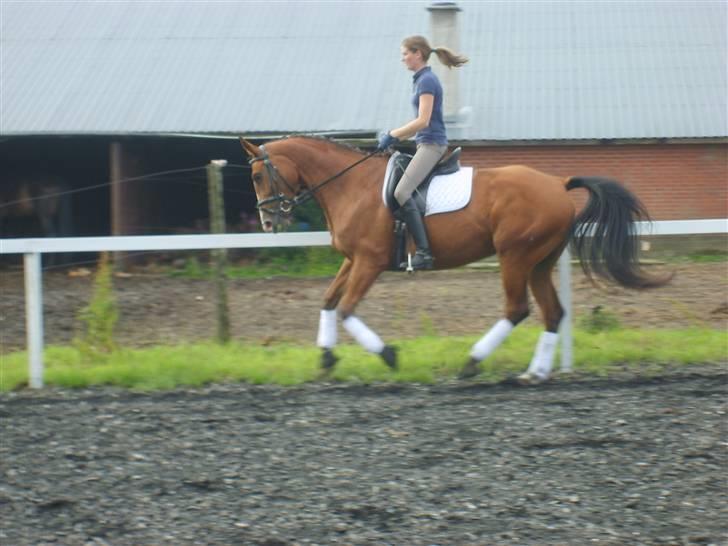 Dansk Varmblod Rosengaards Filicity billede 11