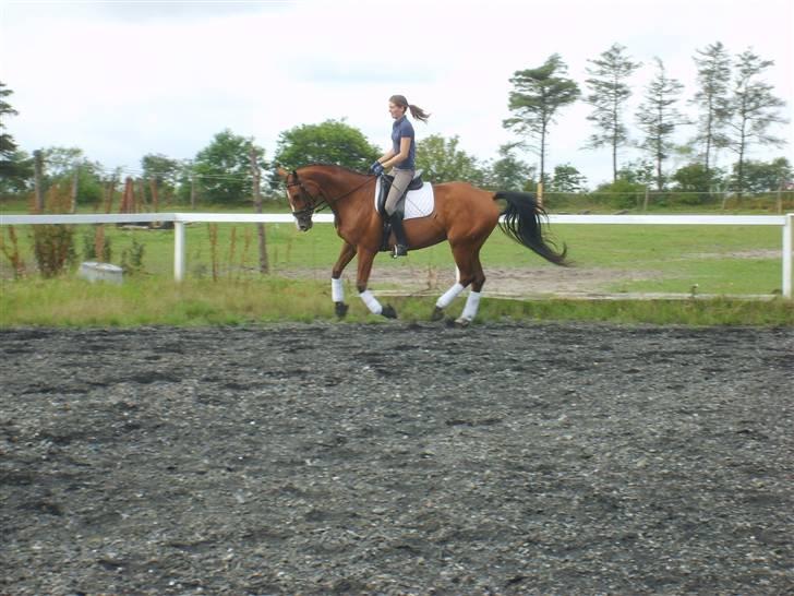 Dansk Varmblod Rosengaards Filicity billede 12