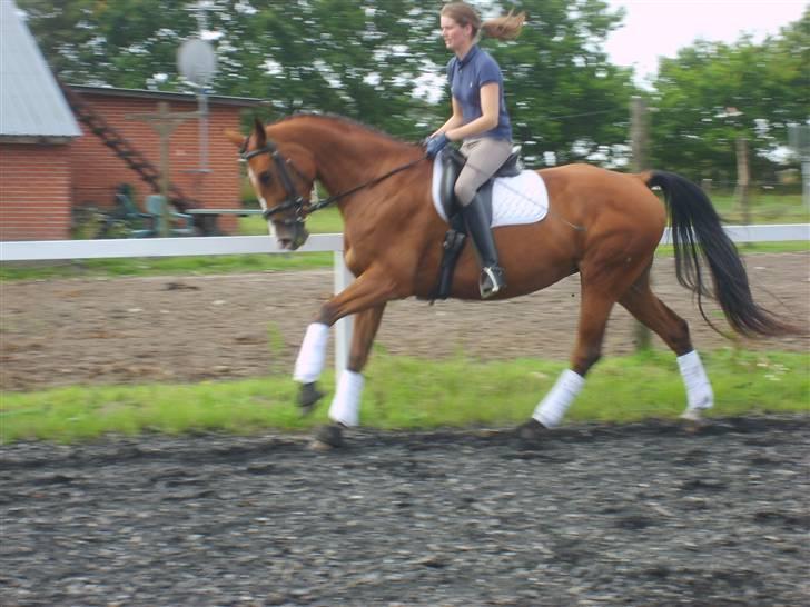 Dansk Varmblod Rosengaards Filicity billede 13