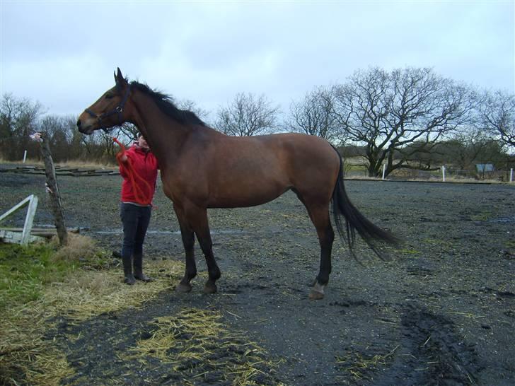 Dansk Varmblod Chila billede 4