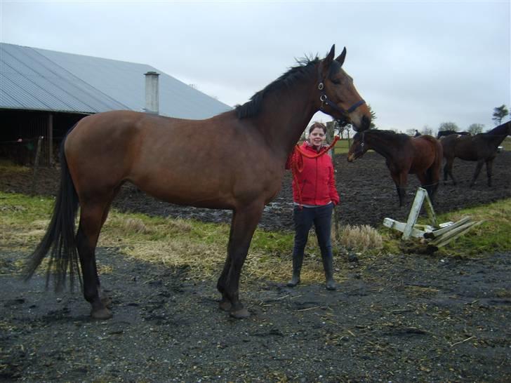 Dansk Varmblod Chila billede 5