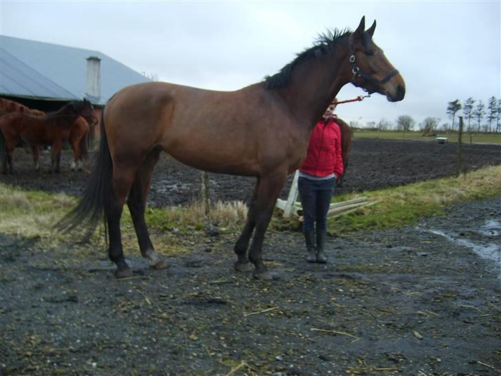 Dansk Varmblod Chila billede 6