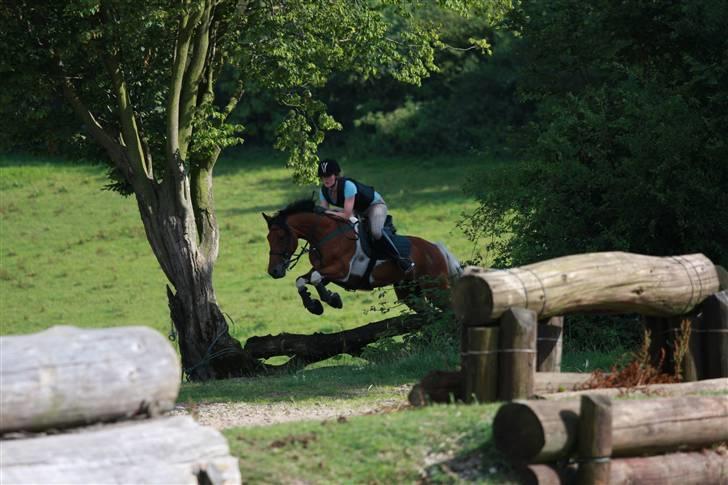 Anden særlig race Picasso  - Pony i terræn, 2009 billede 6