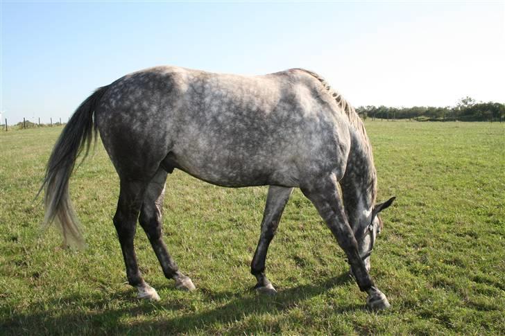 Trakehner Amadeus Stald Falkenberg   - Himmelhest billede 12