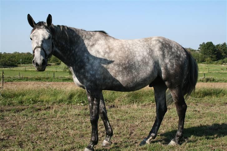 Trakehner Amadeus Stald Falkenberg   - Himmelhest billede 14