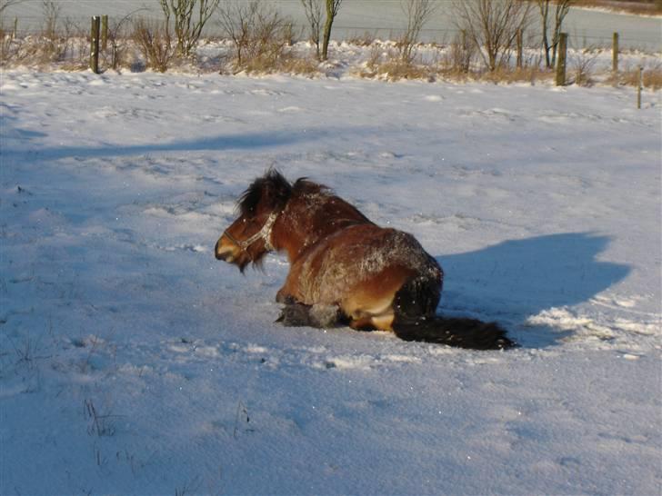 Anden særlig race Carlo - Carlo tager lige en ruller i sneen 2004 billede 3