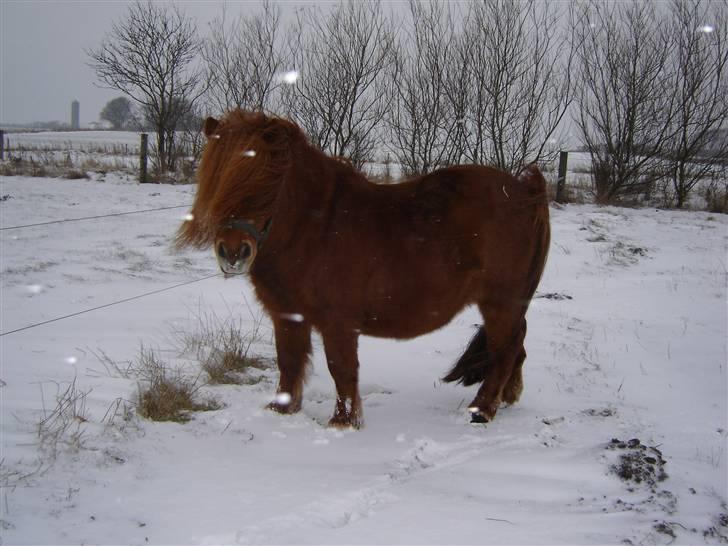 Shetlænder Walter (Rastellw Bomlund) - Mere sne i 2005 billede 2