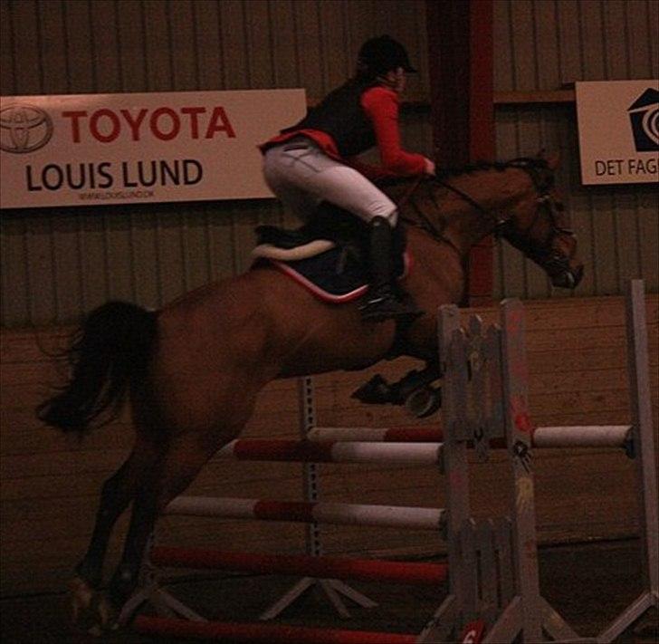 Dansk Varmblod Egelunds Mabel :')<3 [himmelhest] :'(<3 - c-stævne EOR U-LB :)<3 var den eneste der var nul  billede 10