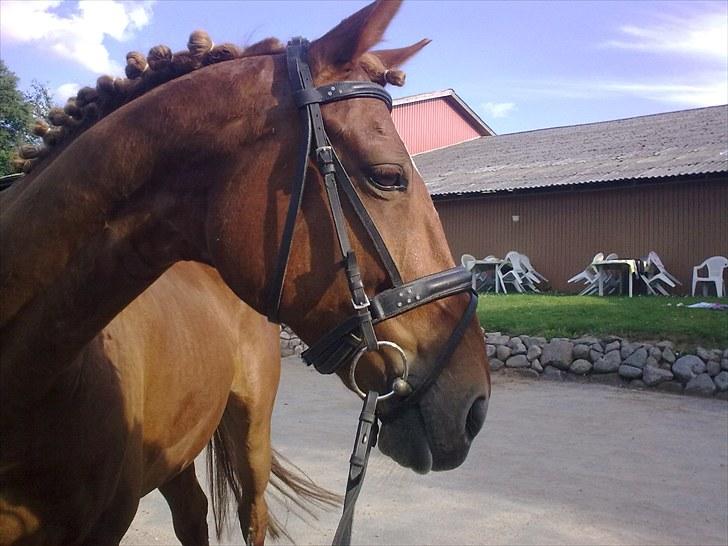 Frederiksborg Kentucky Charlie - August 09,  RIDELEJR billede 11