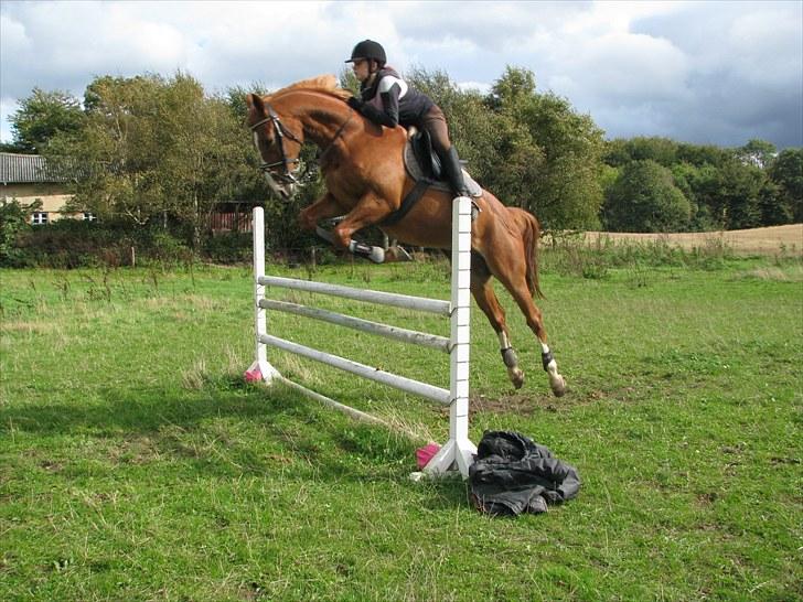 Frederiksborg Kentucky Charlie - Kentucky viser lige at de her 110 cm altså er det rene barnemad! billede 12