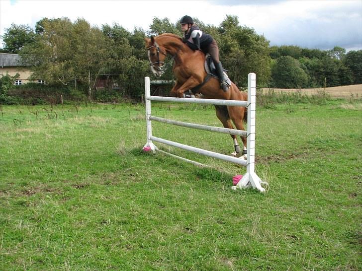 Frederiksborg Kentucky Charlie - Komisk fanget, men utrolig lækker hest billede 14