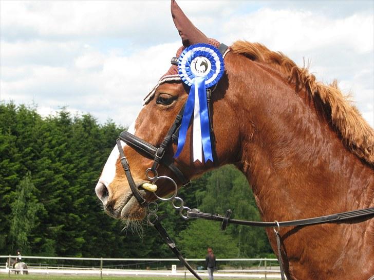 Frederiksborg Kentucky Charlie - RSR4 - 2. plads billede 16