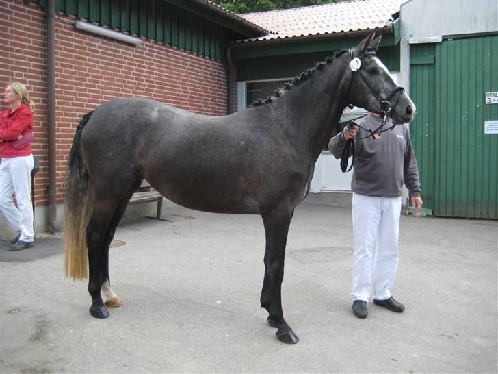 Dansk Varmblod Rosita - Til eksteriørkåring Vallensbæk 2009 billede 2