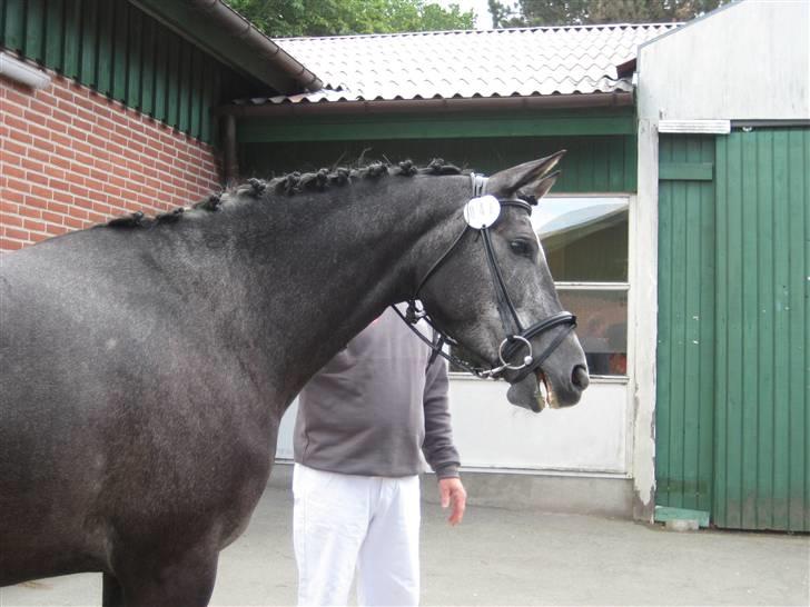 Dansk Varmblod Rosita - Til eksteriørkåring Vallensbæk 2009 billede 3