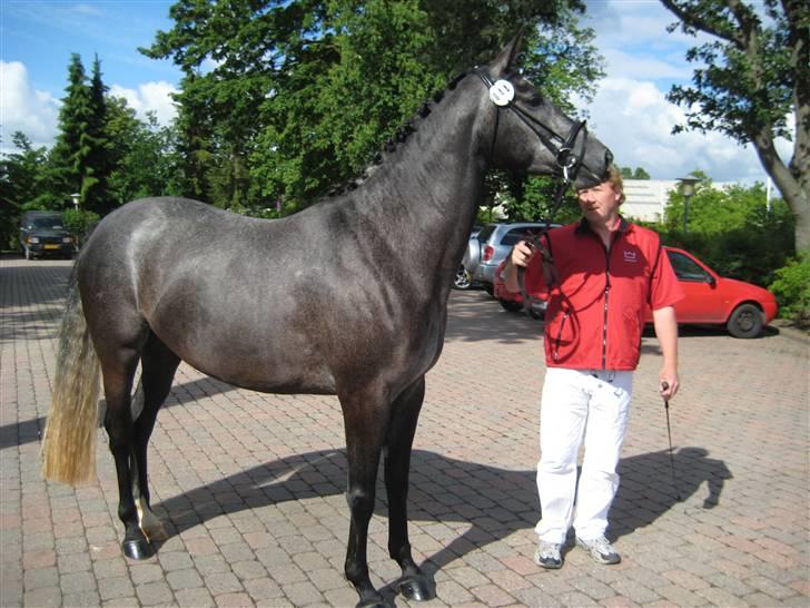 Dansk Varmblod Rosita - Til eksteriørkåring Vallensbæk 2009 billede 4