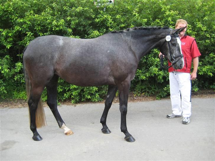 Dansk Varmblod Rosita - Til eksteriørkåring Vallensbæk 2009 (venter på det er vores tur xD) billede 5