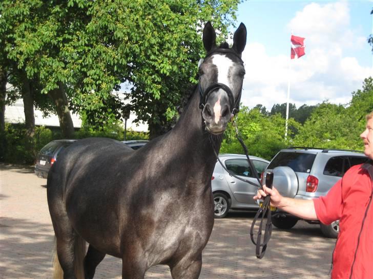 Dansk Varmblod Rosita - Til eksteriørkåring Vallensbæk 2009 billede 6