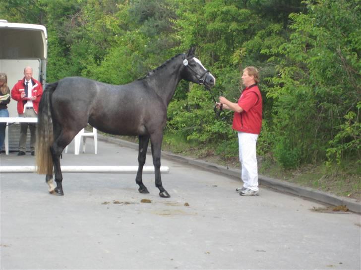 Dansk Varmblod Rosita - Til eksteriørkåring Vallensbæk 2009. På fast bund foran dommerne. billede 7