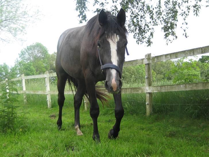 Dansk Varmblod Rosita - Hallo dernede xD (2 år) billede 8