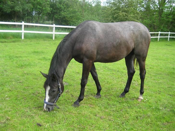 Dansk Varmblod Rosita - Rosita på fold. 2 år gammel billede 9