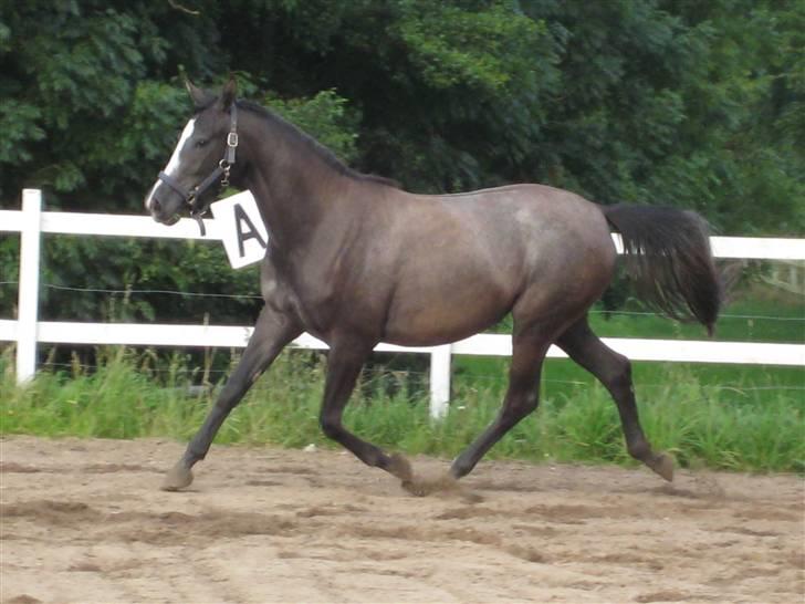 Dansk Varmblod Rosita - Rosita på banen (2 år) billede 10