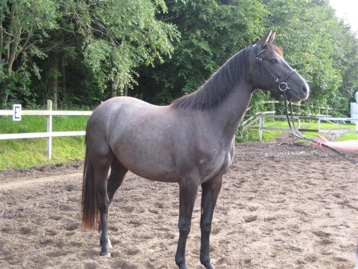 Dansk Varmblod Rosita - På banen med trense på for frste gang. Her er hun også 2 år. billede 11