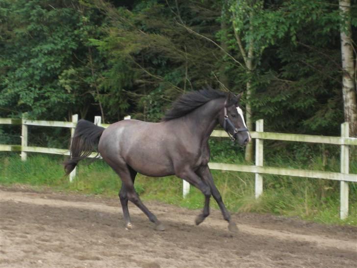 Dansk Varmblod Rosita - Løs på banen igen. Stadig 2 år xD billede 12