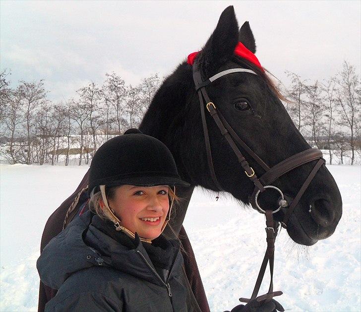 Dansk Varmblod Jantra billede 6