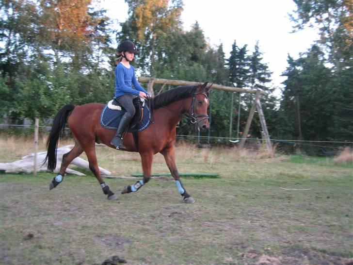 Anden særlig race Mr. Matrix - en dag skal han nok blive en god dresur pony <3 billede 14